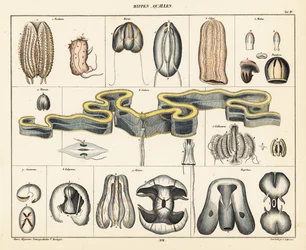 Anatomy of Jellyfish Species