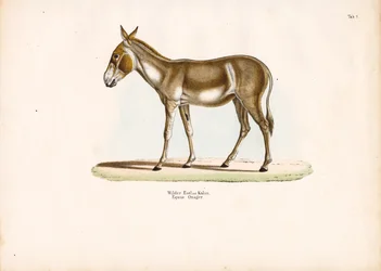 Asian Wild Ass or Kulan