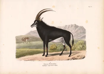 Black Horse Antelope