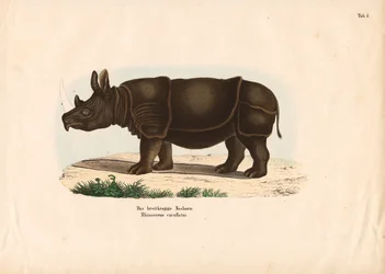 Black Rhinoceros
