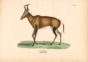 Caama Antelope