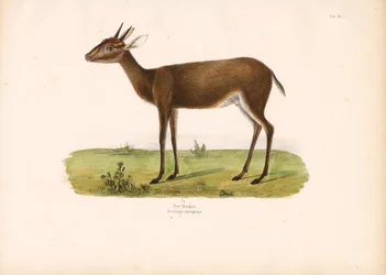 Common Duiker in the Savanna