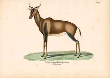 Crescent-horned Antelope or Topi