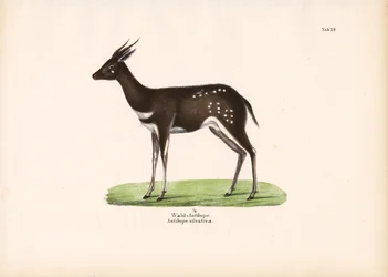 Forest Antelope