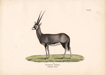 Gemsbok or South African Oryx