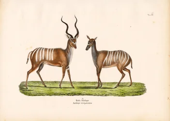 Greater Kudu in Male and Female Form