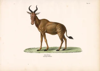 Hartebeest