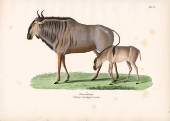 Hartebeest with Calf