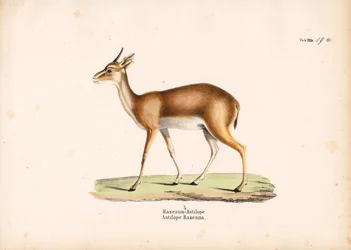 Hazenna Antelope in Profile