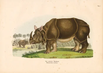 Indian Rhinoceros