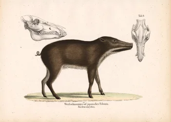 Japanese Wild Boar with Skull Views