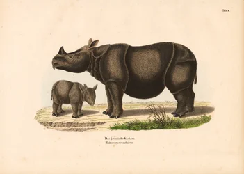 Javan Rhinoceros with Calf