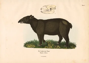 Mountain Tapir