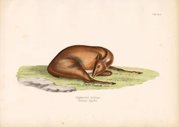 Ogilby