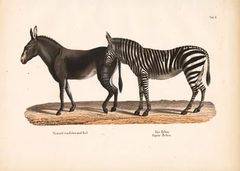 Plains Zebra and Zebra-Donkey Hybrid