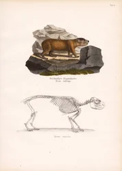 Red-headed Rock Hyrax and Cape Rock Hyrax Skeleton