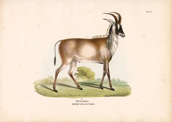 Roan Antelope