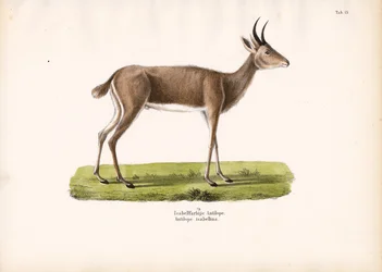 Steenbok