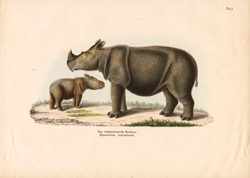 Sumatran Rhinoceros with Calf