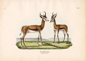 White-backed Antelope as a Pair