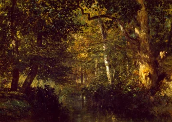 Creek in forest