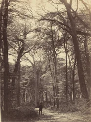Forest Scene