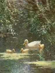 Mother Duck with Ducklings in the Water