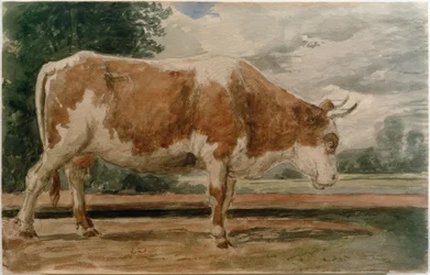 Cow in Side View