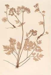 Chaerophyllum hirsistum