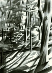Abstract Forest Shadows