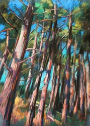 Dappled Forest Light