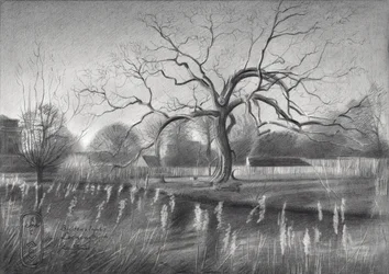 Winter Tree Reflections