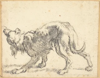 A Dog