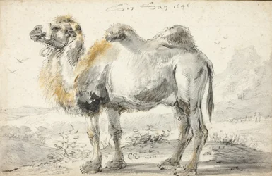 A camel