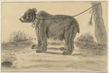 Bear Tied to a Tree
