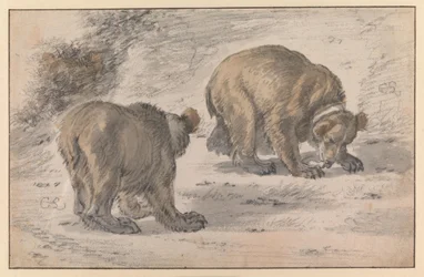 A Bear in Various Poses