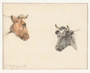 Study Sheet with Two Cow Heads