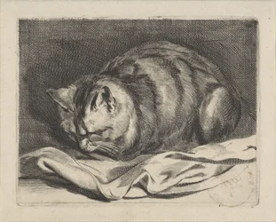 Little Cat