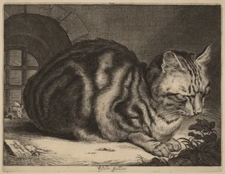 The Large Cat