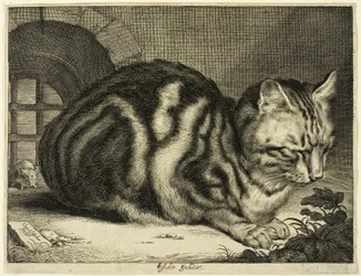 The Large Cat