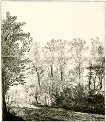Trail Through a Forest
