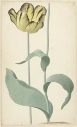 The Tulip Bizard Louis d
