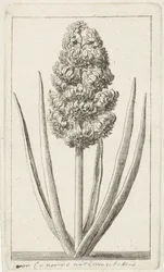 Hyacinth