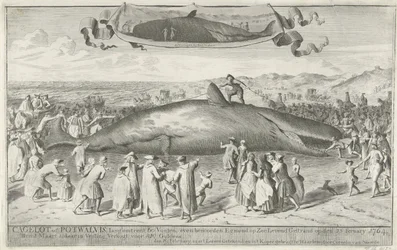 Sperm Whale Stranded at Egmond aan Zee, 1764