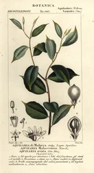 Agarwood, Critically endangered