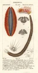 Bristle Worms or Sea Mice