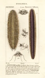 Bristle worms or sea mice