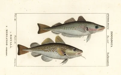 Cod fish and whiting