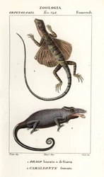 Common Flying Dragon and Two-Horned Chameleon