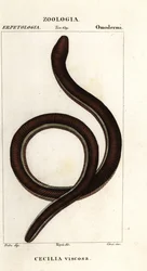 Common yellow-banded caecilian